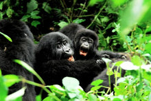 Quintessential Uganda