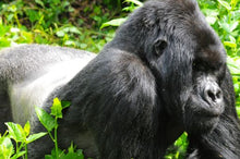 Quintessential Uganda