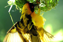 Colourful Bird