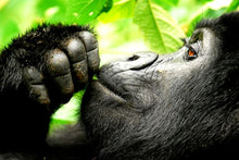 Quintessential Uganda