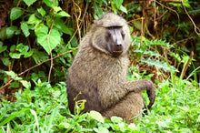 Quintessential Uganda