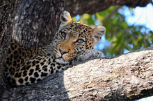 Kenya - Leopard in a Tree