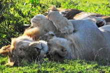 Kenya - Lions