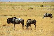 Kenya_Wilderbeeste