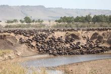Wilderbeest migration