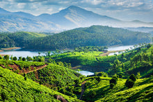 Tea Plantations