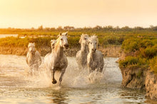 A trip to admire the beautiful scenery of the Rhone valley (port-to-port cruise)