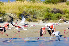 From Burgundy to the Camargue along the Saone and Rhone Rivers (port-to-port cruise)
