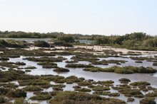 A Taste of the Mediterranean: A Cruise through the Heart of Provence and the Camargue Region (port-to-port cruise)