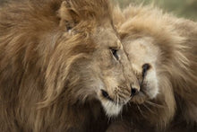 Lions