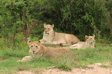Lions