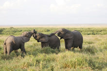 Elephants