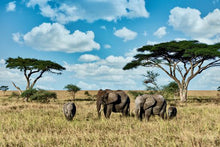 Elephants