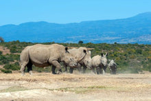 Rhino