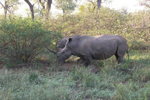Quintessential South Africa