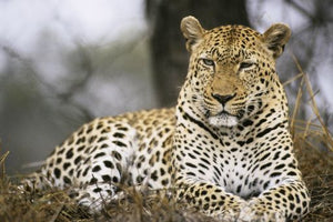 Quintessential South Africa