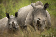 Matapos National Park - Rhino mum & baby
