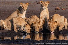 Hwange NP - Lions