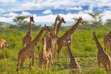 Giraffe