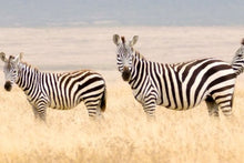 Kenya - Zebra