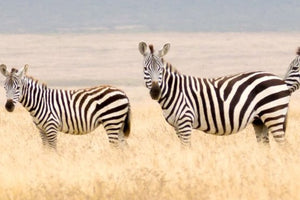 Kenya - Zebra