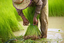 Battambang - Harvesting Rice Seedlings