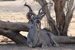 Botswana_Chobe National Park