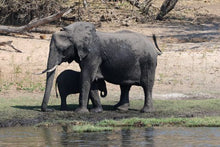 Botswana_Chobe National Park_Elephants