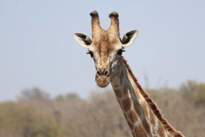 Botswana_Chobe National Park_Giraffe