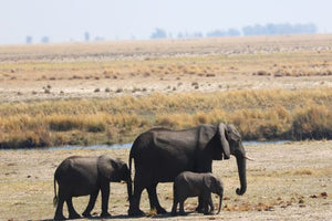Botswana_Chobe National Park_Elephants