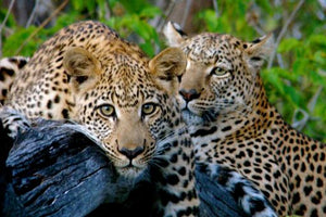 Botswana_Okavango Delta_Leopards