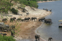 Botswana_Chobe National Park_Elephants