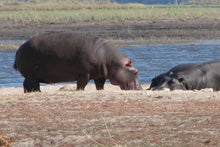 Botswana_Chobe National Park_Hippo