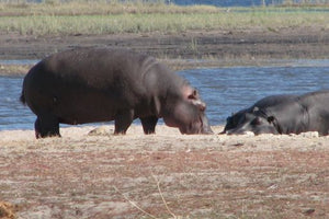 Botswana_Chobe National Park_Hippo