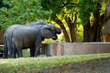 Bumbusi Wilderness Camp - elephants