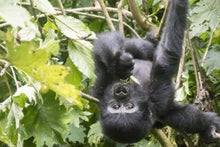 Gorilla Experience Bwindi Impenetrable Forest