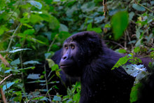Bwindi_Gorilla