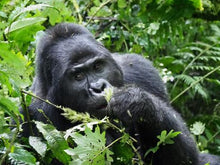 Gorilla Experience Bwindi Impenetrable Forest