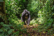 Gorilla Experience Bwindi Impenetrable Forest
