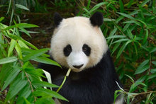 Giant Panda Eating Bamboo