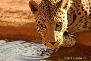 Quintessential South Africa