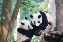 Pandas