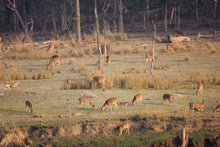 Corbett National Park - Deer