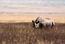 Ngorongoro - rhino
