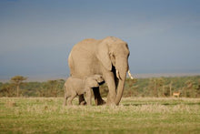 Elephants - Ol Pejeta Conservancy _ Tambarare Camp Activities