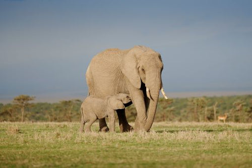 Elephants - Ol Pejeta Conservancy _ Tambarare Camp Activities