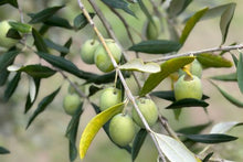 Olives_Photo by Luigi Frunzio on Unsplash