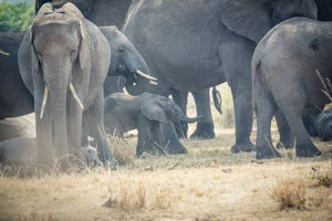 Kenya - Elephants