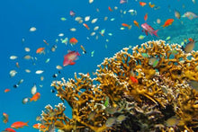 Hurghada - Reef