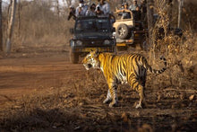 National Park Safari - Tiger